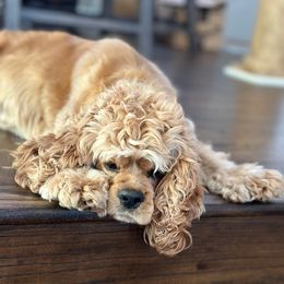 Mia - Cocker Spaniel