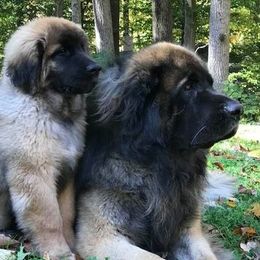 Leonbergers from Bryggeri Leonbergers