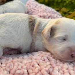 Patches - Chocolate and white male Havapoo puppy in Spokane, Washington from Havaluv Puppies
