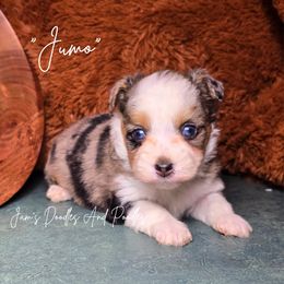 Juno - Blue merle female Aussiedoodle puppy in Cleveland, Georgia from Jam's Doodles And Poodles