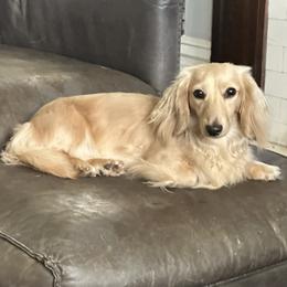 Kennedy - Dachshund