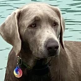 Millie - Labrador Retriever