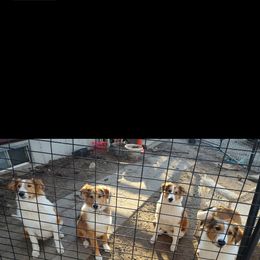 Old Time Scotch Collie Puppies from Hideaway Farm Scotch Collies