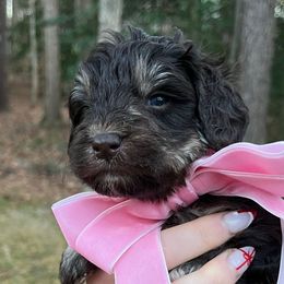 Female - Brown female Schnoodle puppy in Fredericksburg, Virginia from Growing Puppies