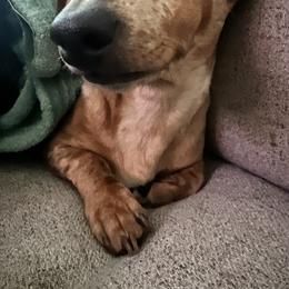 Dachshund All Grown Up from Lanier’s Little Weenies