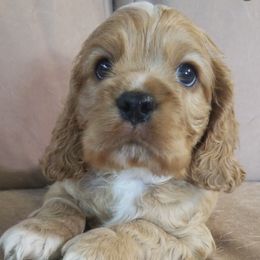 Cocker Spaniels from Cuddle Bug's Cocker Spaniels