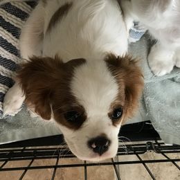 Cavalier King Charles Spaniel Puppies from Christina’s Cavaliers
