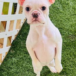 Twinkie - Lilac female Boston Terrier puppy in Rosston, Arkansas from Green Acre Boston Terriers