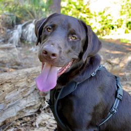 Oliver - Labrador Retriever