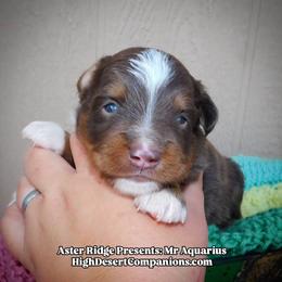 Mr. Aquarius - Red tri male Toy Australian Shepherd puppy in Dolan Springs, Arizona from High Desert Companions