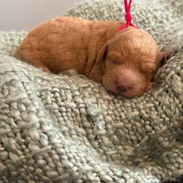 Hot Pink - Cream female Goldendoodle puppy in Greenville, South Carolina from Law Doodles of SC