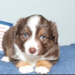Sparkler - Red tri female Miniature Australian Shepherd puppy in Kissee Mills, Missouri from Clinkenbeard Kennel