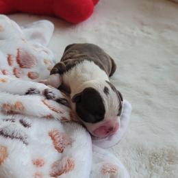 Bear - Seal and white male Boston Terrier puppy in Katy, Texas from Mei's Boston Terriers