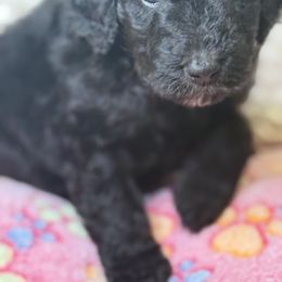 Assorted Doodle Crosses Puppies from LaiCi Doodles