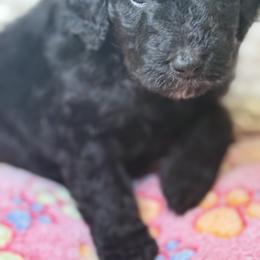Assorted Doodle Crosses Puppies from LaiCi Doodles