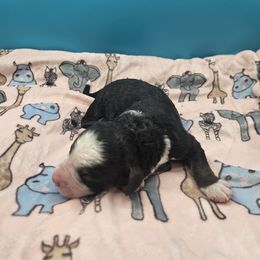 Rolo - Tri-color female Bernedoodle puppy in Lancaster, Pennsylvania from NLB Mini Bernedoodles