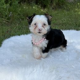 Celeste - Parti female Yorkshire Terrier puppy in Naples, Florida from 🤎 Dreaming Puppies 🐶