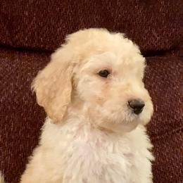 Bernedoodle and Goldendoodle Puppies from Owen Doodles