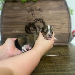 Susie Carmichael - Sable female Collie puppy in Chilhowie, Virginia from Jolly Collies