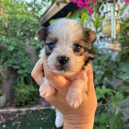 Miguel - Parti male Yorkshire Terrier puppy in Yuma, Arizona from Yuma Yorkie