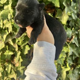 Bradley Zoe - Black male Scottish Terrier puppy in Chattanooga, Tennessee from Oodles of Cuties!