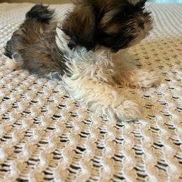 Boy 2 - Black and white male Shih Tzu puppy in Benbrook, Texas from Michael’s Shih Tzus
