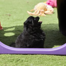 Pomeranian Puppies from Abbapoola Poms