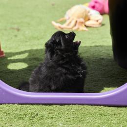 Pomeranian Puppies from Abbapoola Poms