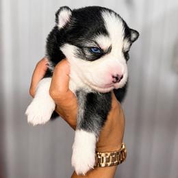 Allaire - Black and white female Pomsky puppy in Mc Callsburg, Iowa from SZ Rolling Acres LLC