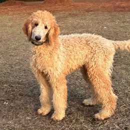 Pumpkin - Apricot male Poodle puppy in Jesup, Georgia from Altamaha Mud Poodles LLC.