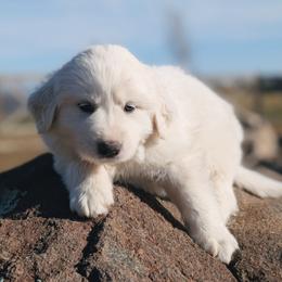 Girl 2 Pink - White female Great Pyrenees puppy in Yakima, Washington from Naches Heights Ranch