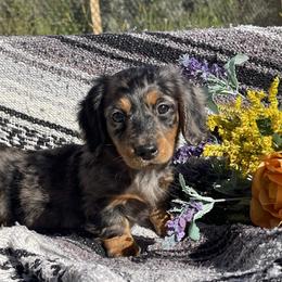 Dachshund puppies from Neuhund Mini Dachshunds