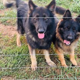 Baron - German Shepherd