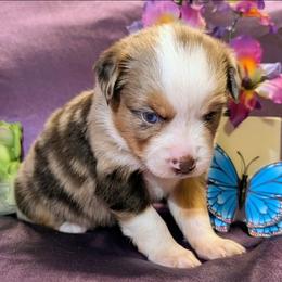 Reba - Red merle female Toy Australian Shepherd puppy in Shepherd, Texas from GAMALA Farm & Kennels