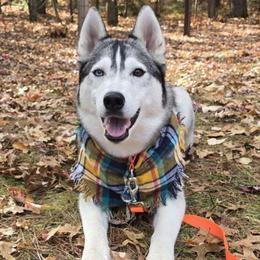 Angel - Siberian Husky