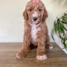 Faith - Apricot female Goldendoodle puppy in Waterford, California from Alvdoodles