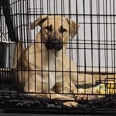 JR - Fawn Xoloitzcuintli puppy in Georgia from Tailwynd Kennels