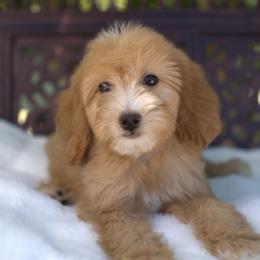 Bernedoodle and Cavapoo Puppies from Dulcito Doodles
