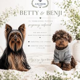 Yorkipoo puppies from Anchor Dogs