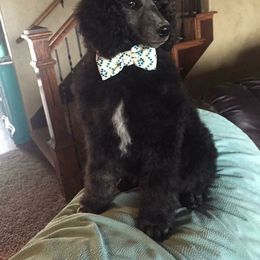 Poodle Puppies from Timber Hills Poodles and Doodles