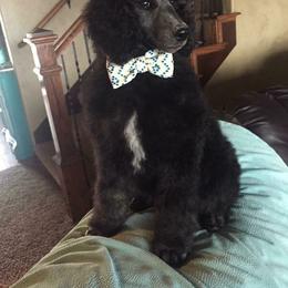 Poodle Puppies from Timber Hills Poodles and Doodles