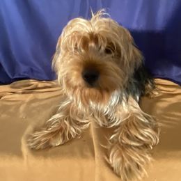 Boy 1 - Black and gold male Yorkshire Terrier puppy in Marion, Indiana from Thomas Terriers