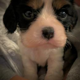 Cavalier King Charles Spaniel Puppies from Krawczyk's House of Cavaliers