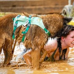 Belgian Sheepdogs and Belgian Tervuren from Ozma Belgians