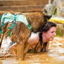 Belgian Sheepdogs and Belgian Tervuren from Ozma Belgians