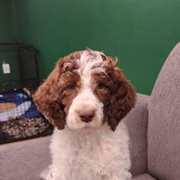 Violet - Parti female Poodle puppy in Dover, Delaware from Dogtastic Poodles