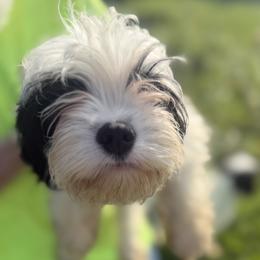 Bandit - Tri-color male Cavapoo puppy in Brandenburg, Kentucky from Amanda's Newfoundlands