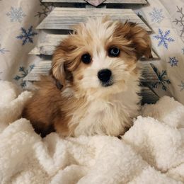 Peaches - Sable female Aussiedoodle puppy in Logansport, Indiana from Sandy Hill Farm Aussies, LLC