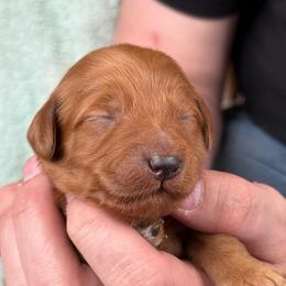 Mint - Red  male Goldendoodle puppy in Herriman, Utah from Sunnydoodle Utah
