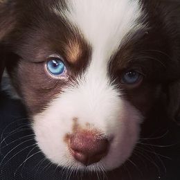 Australian Shepherd Puppies from Peacock’s Pride Australian Shepherds